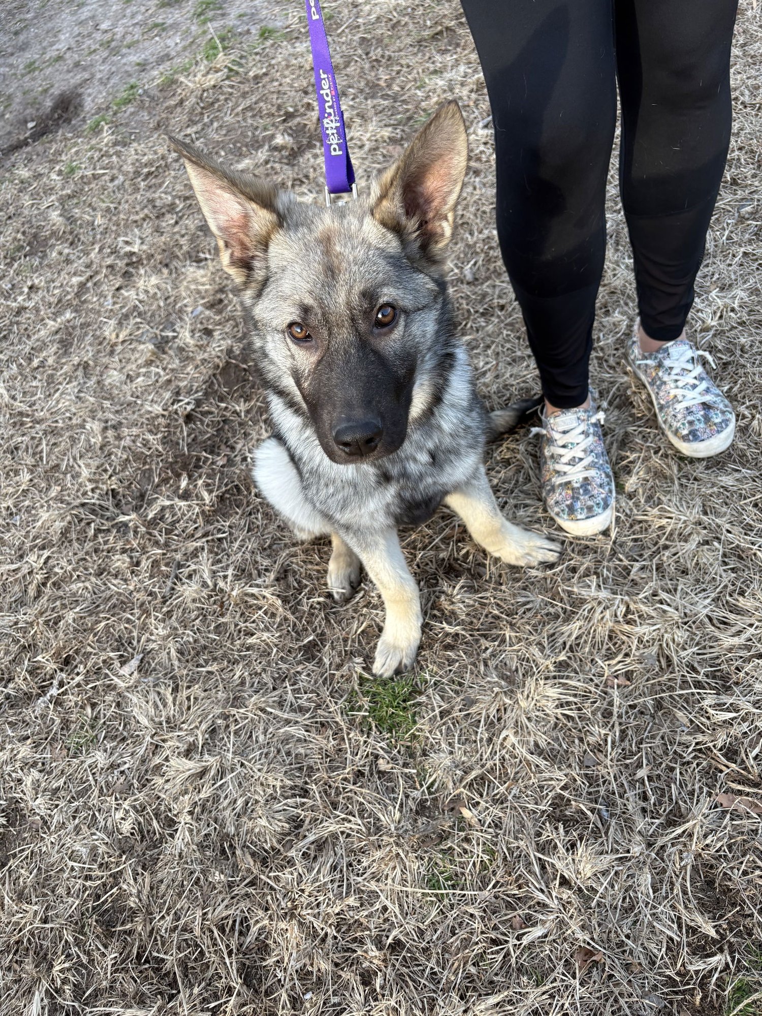 MIA - German Shepherd Dog available for adoption