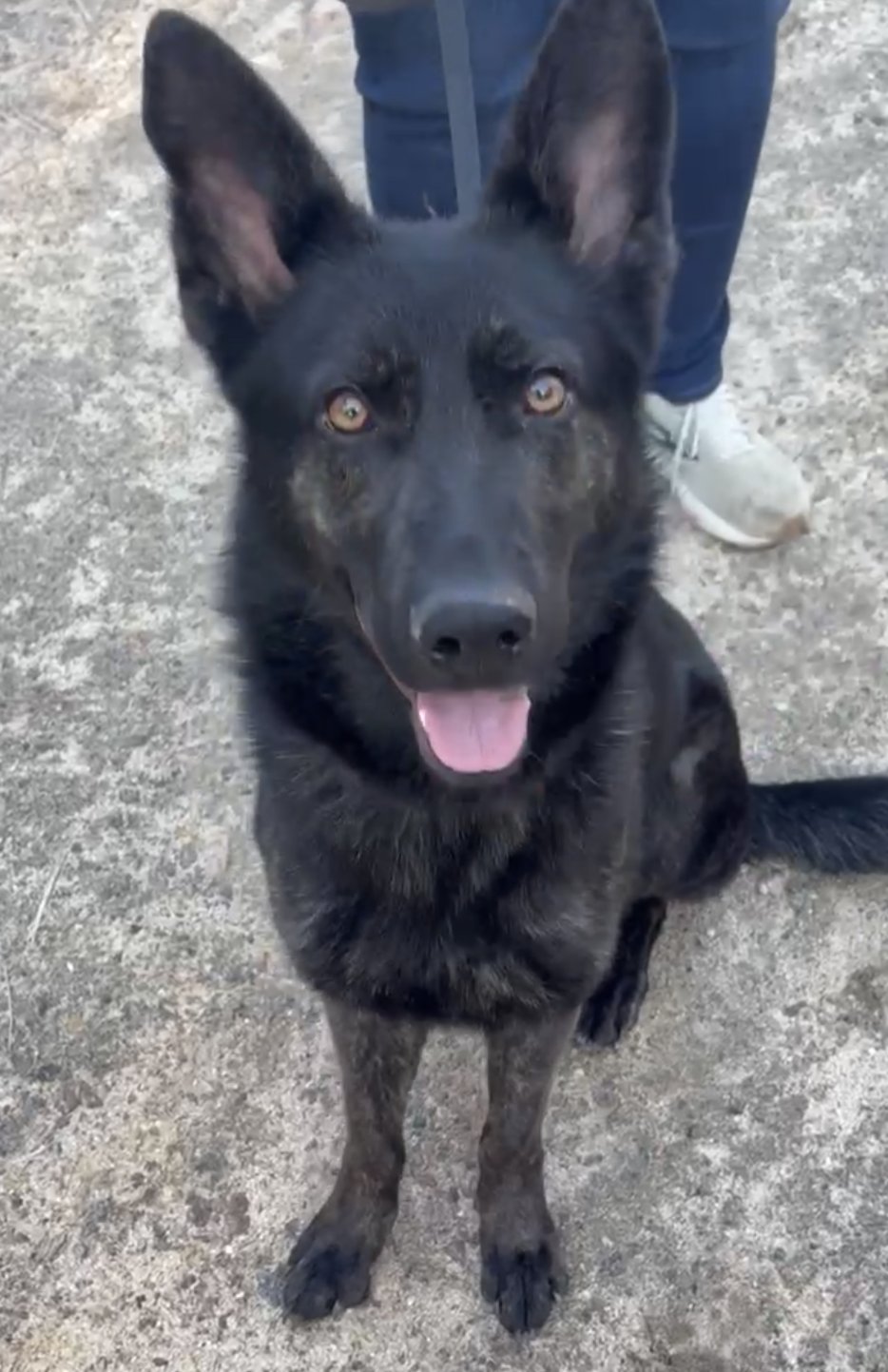 ZARA - COMING SOON! - German Shepherd Dog available for adoption