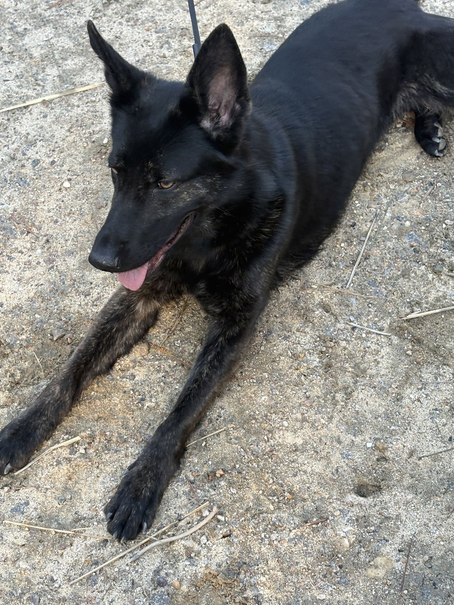 ZARA - COMING SOON! - German Shepherd Dog available for adoption