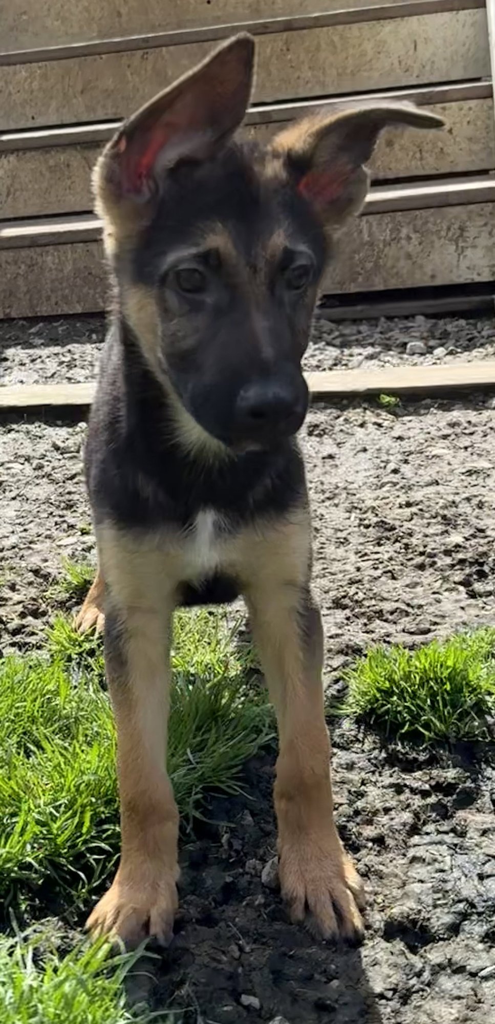 CANE - German Shepherd Dog available for adoption