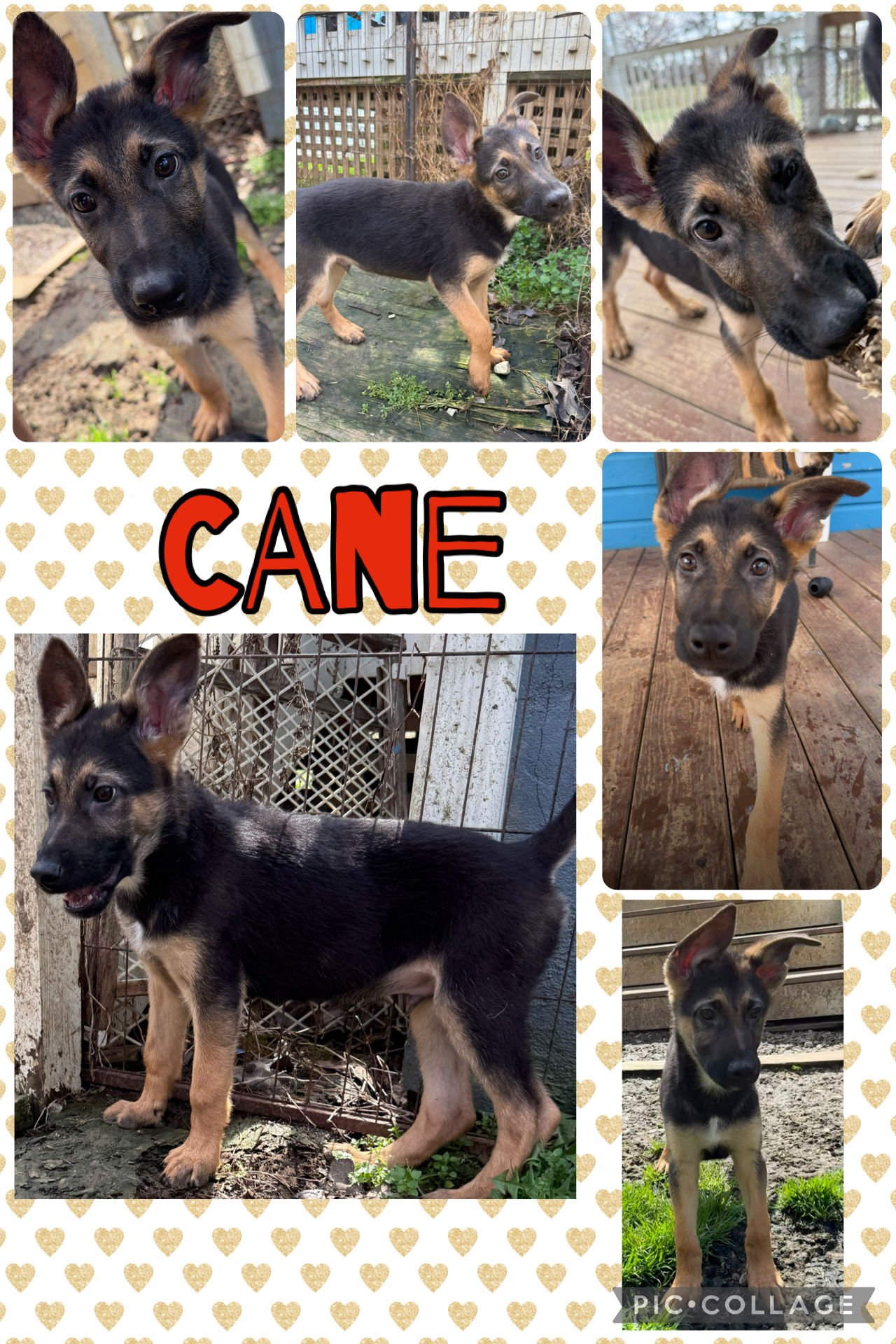 CANE - German Shepherd Dog available for adoption