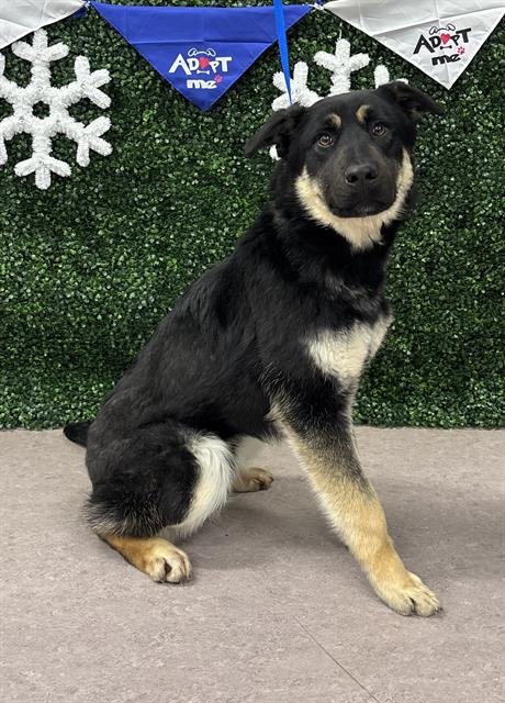HANK - Rottweiler / German Shepherd Dog available for adoption