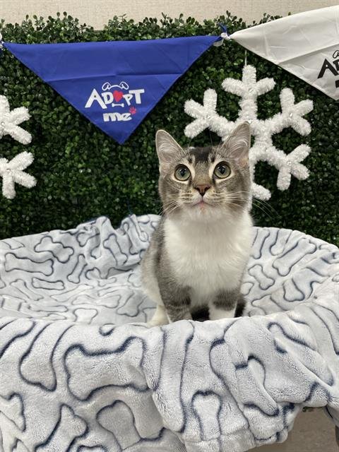 PESTO - Domestic Medium Hair available for adoption