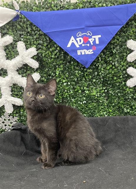 TOULOUSE - Domestic Short Hair available for adoption