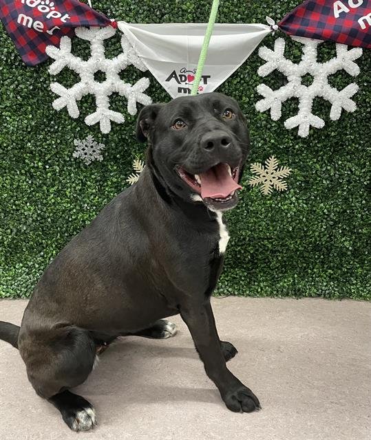 RAVEN - American Pit Bull Terrier / Labrador Retriever available for adoption