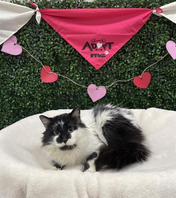 ROCKET - Domestic Medium Hair available for adoption