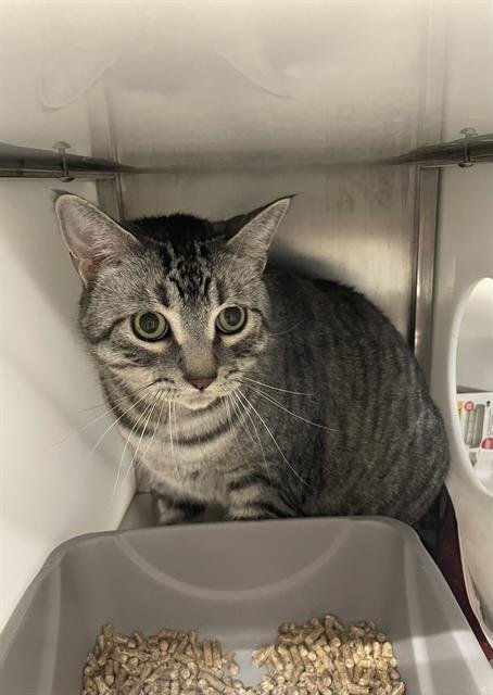 GOLIATH - Domestic Short Hair available for adoption