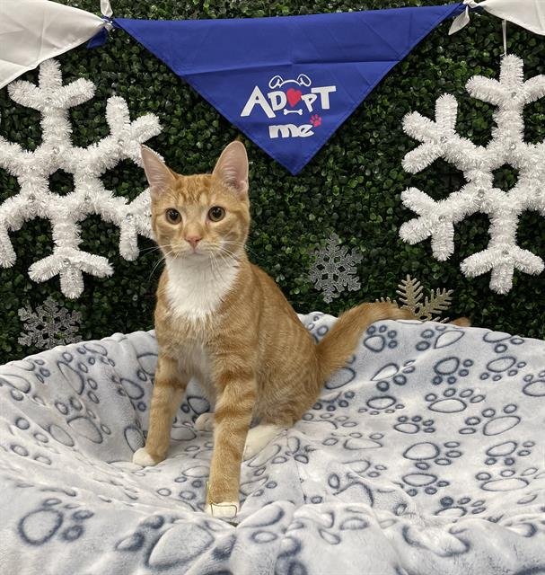 SILVAN - Domestic Short Hair available for adoption