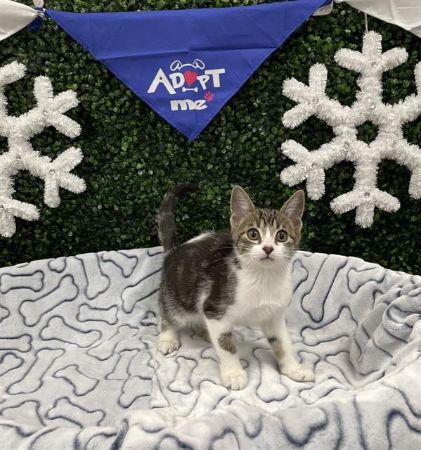 BUCKET - Domestic Short Hair available for adoption