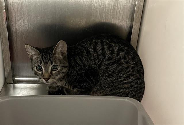 SCOUT - Domestic Short Hair available for adoption