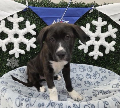 PENELOPE - Border Collie available for adoption