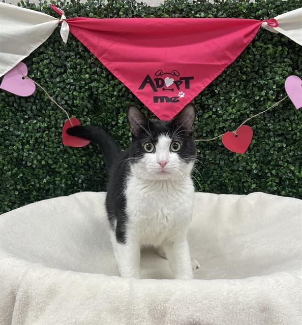 BOSTON - Domestic Short Hair available for adoption