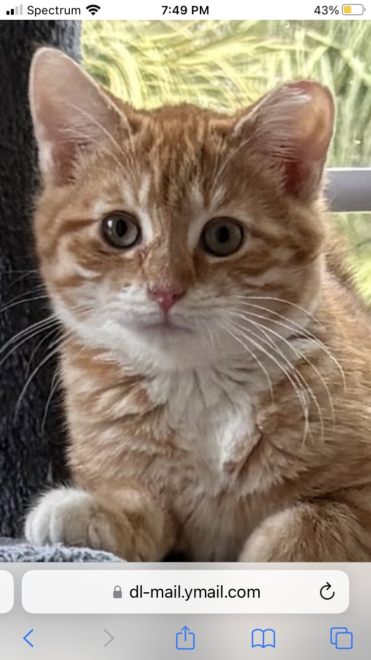 BUTTERBALL - Tabby / Domestic Short Hair available for adoption