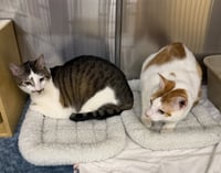 Leo & Maverick - Photo 2