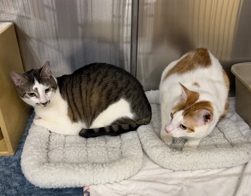 LEO & MAVERICK - Tabby / Domestic Short Hair available for adoption