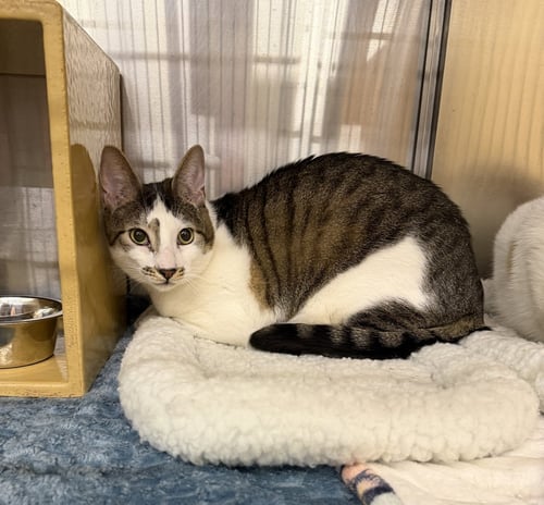 LEO & MAVERICK - Tabby / Domestic Short Hair available for adoption