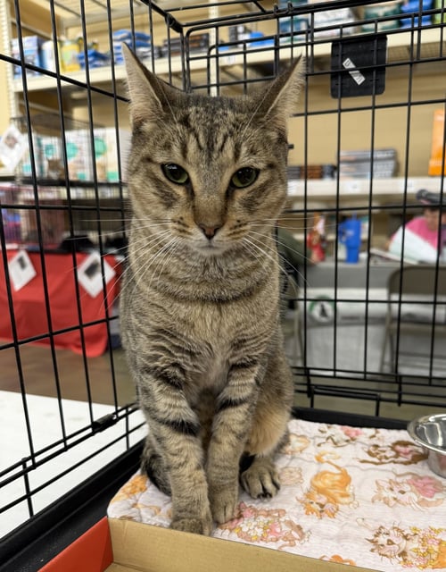 TRUFFLE - Tabby / Domestic Short Hair available for adoption