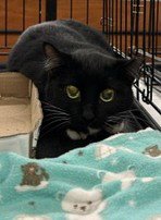 MARLENA - Tuxedo / Domestic Short Hair available for adoption
