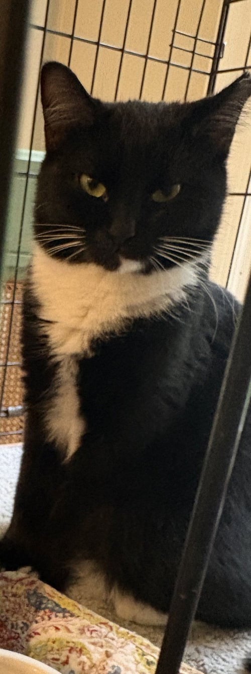 MARLENA - Tuxedo / Domestic Short Hair available for adoption