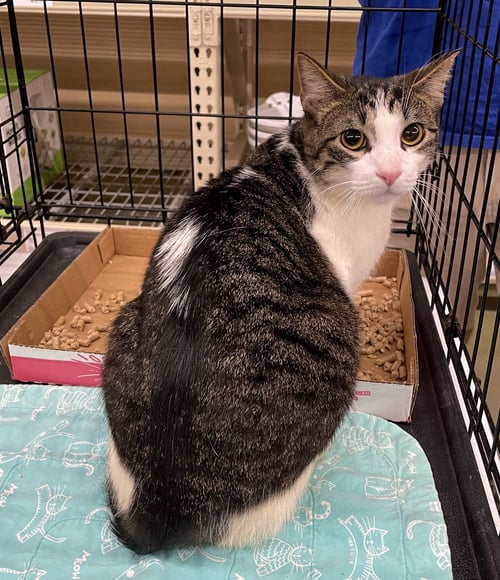 RANDOLPH - Tabby / Domestic Short Hair available for adoption