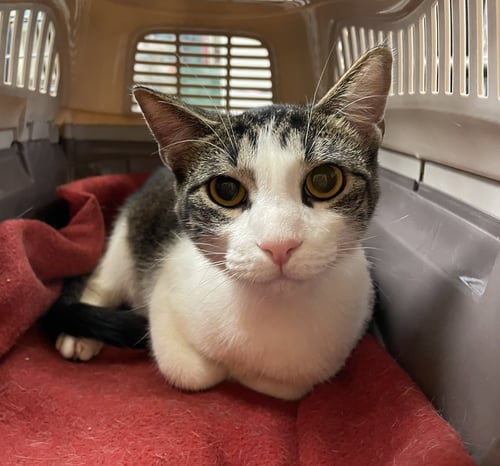 RANDOLPH - Tabby / Domestic Short Hair available for adoption