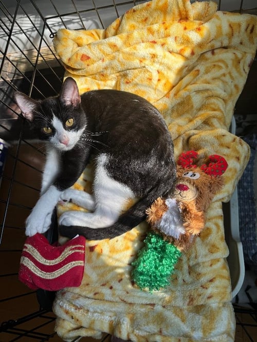 HICCUP - Tuxedo / Domestic Short Hair available for adoption