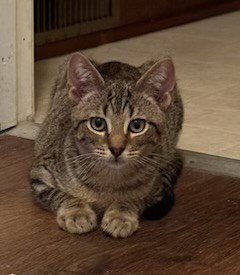 GRANT - Domestic Short Hair / Tabby available for adoption