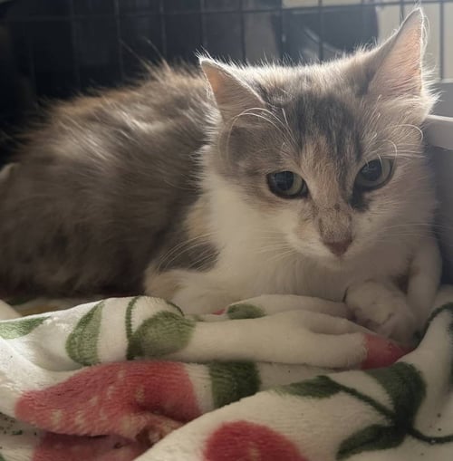 ARIA - Dilute Tortoiseshell available for adoption