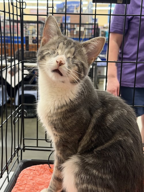 SPUNKY - Tabby / Domestic Short Hair available for adoption