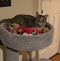 Laurel - Photo 2