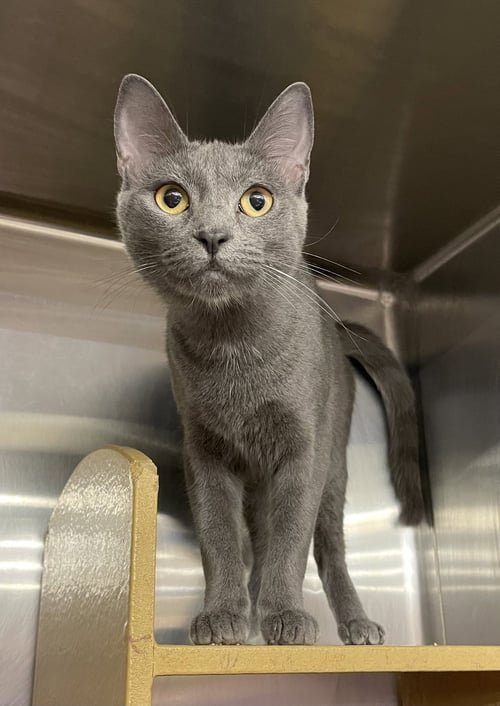 MARY ELLEN - Domestic Short Hair / Russian Blue for adoption in Columbia