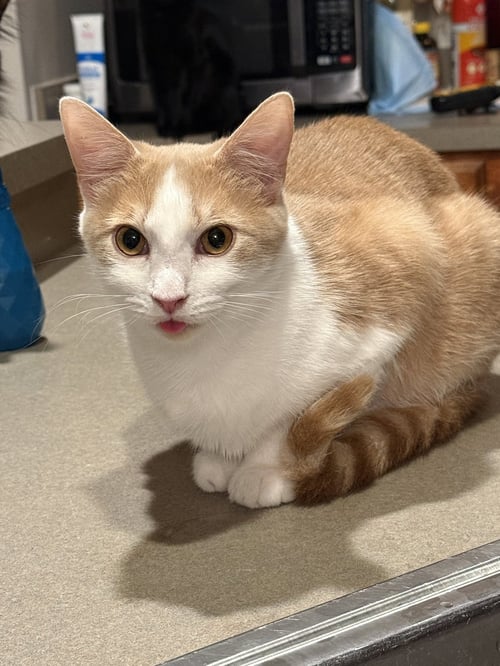 CALLAHAN - Tabby / Domestic Short Hair for adoption in Columbia