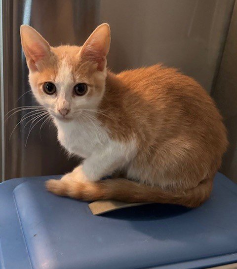 CALLAHAN - Tabby / Domestic Short Hair available for adoption