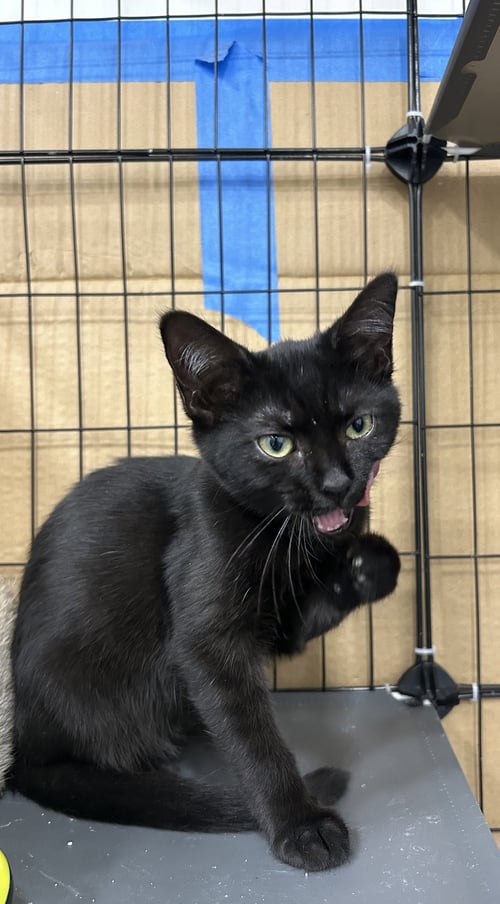TIRAMISU - Domestic Short Hair available for adoption