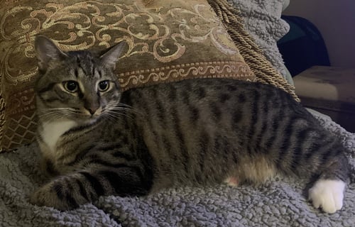 AXLE - Domestic Short Hair / Tabby for adoption in Columbia