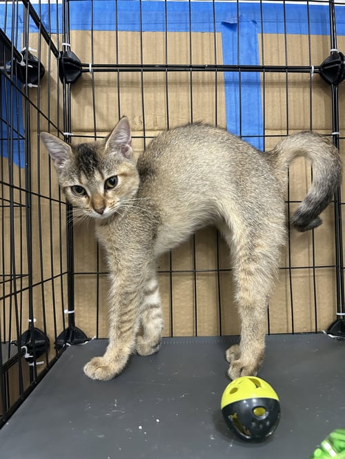 RASPBERRY - Abyssinian / Tabby available for adoption