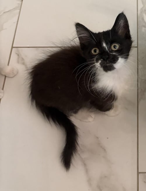 BIBA - Tuxedo available for adoption