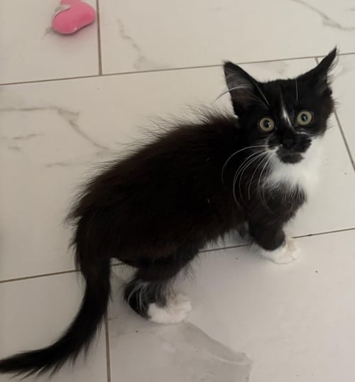 BIBA - Tuxedo available for adoption