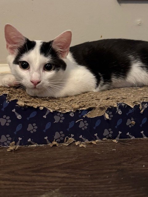 ZARA - Domestic Short Hair available for adoption