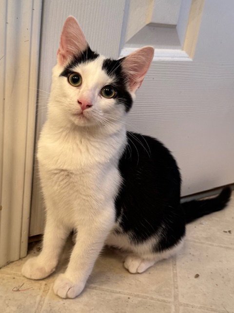ZARA - Domestic Short Hair for adoption in Columbia