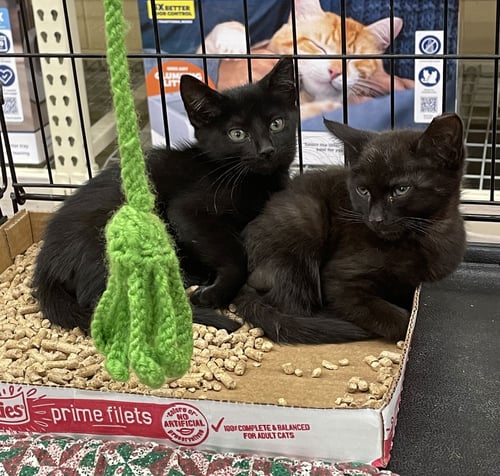 CURTIS - Domestic Short Hair available for adoption