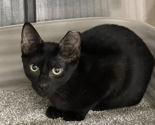 CURTIS - Domestic Short Hair for adoption in Columbia