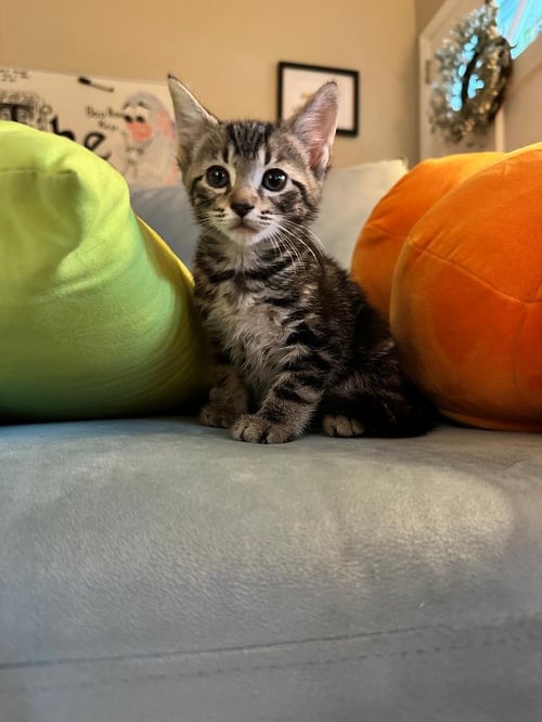 MEZZA - Domestic Short Hair available for adoption