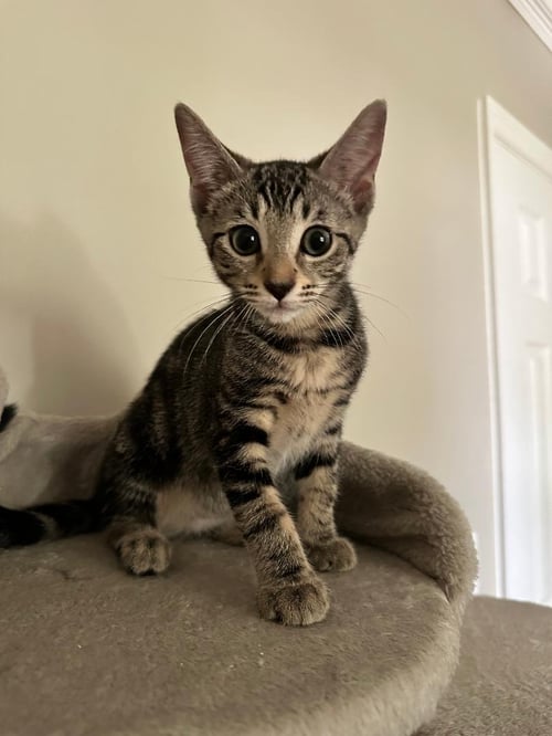 MEZZA - Domestic Short Hair available for adoption