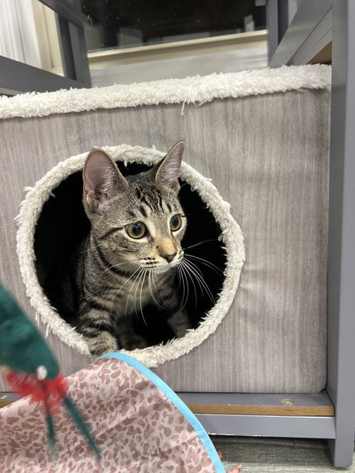 MEZZA - Domestic Short Hair available for adoption
