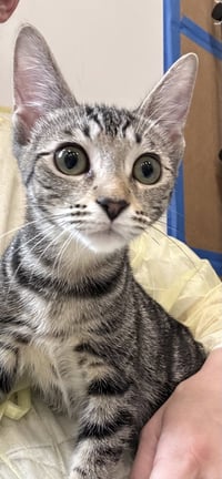 Mezza - Photo 1