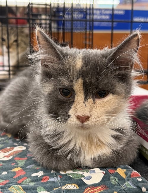 BONITA - Domestic Medium Hair / Dilute Calico available for adoption