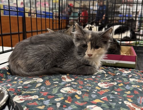 BONITA - Domestic Medium Hair / Dilute Calico available for adoption
