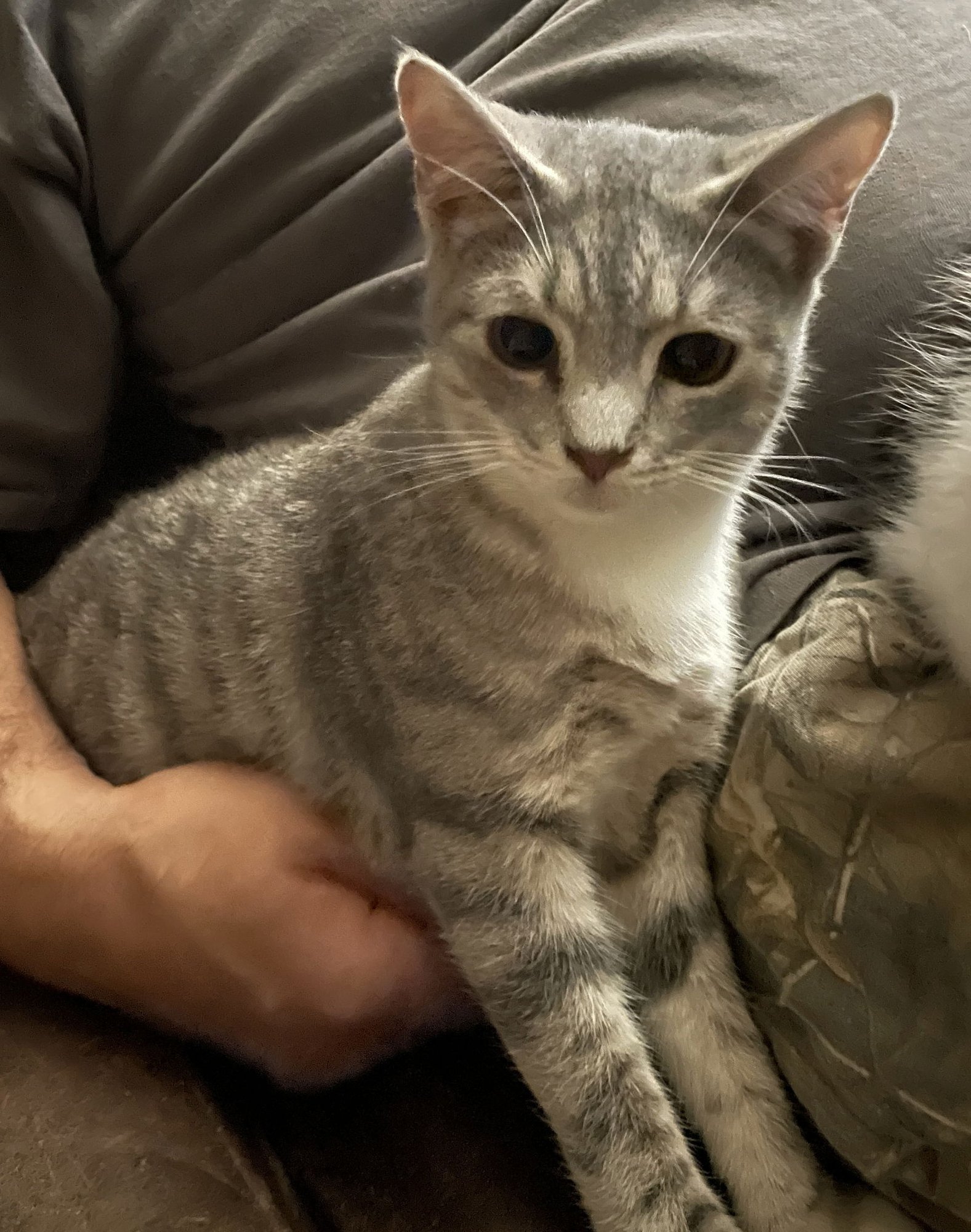 CLARENCE - Tabby / Domestic Short Hair available for adoption