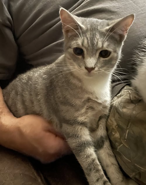 CLARENCE - Tabby / Domestic Short Hair available for adoption